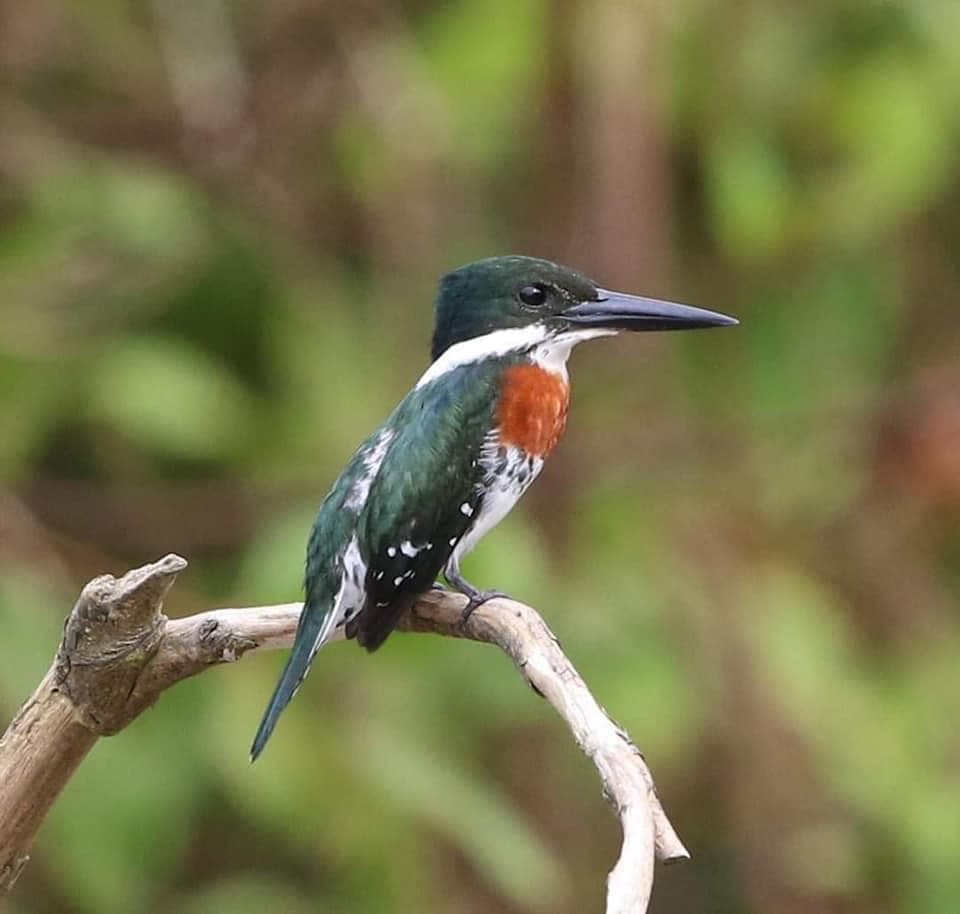 osa tours costa rica