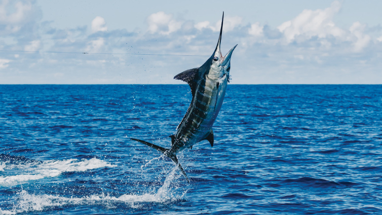 Pesca Deportiva