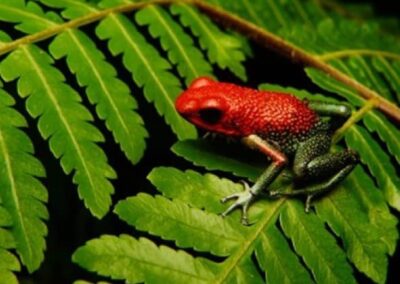 Tour de Ranas
