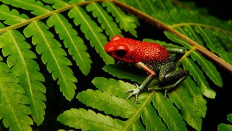 Tour de Ranas