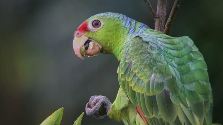 Tour observación de aves