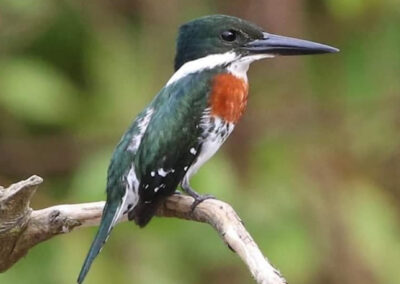 Tour matutino de observación de aves