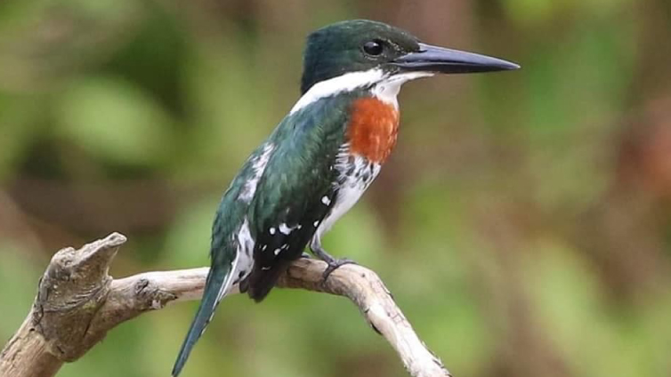 Tour matutino de observación de aves