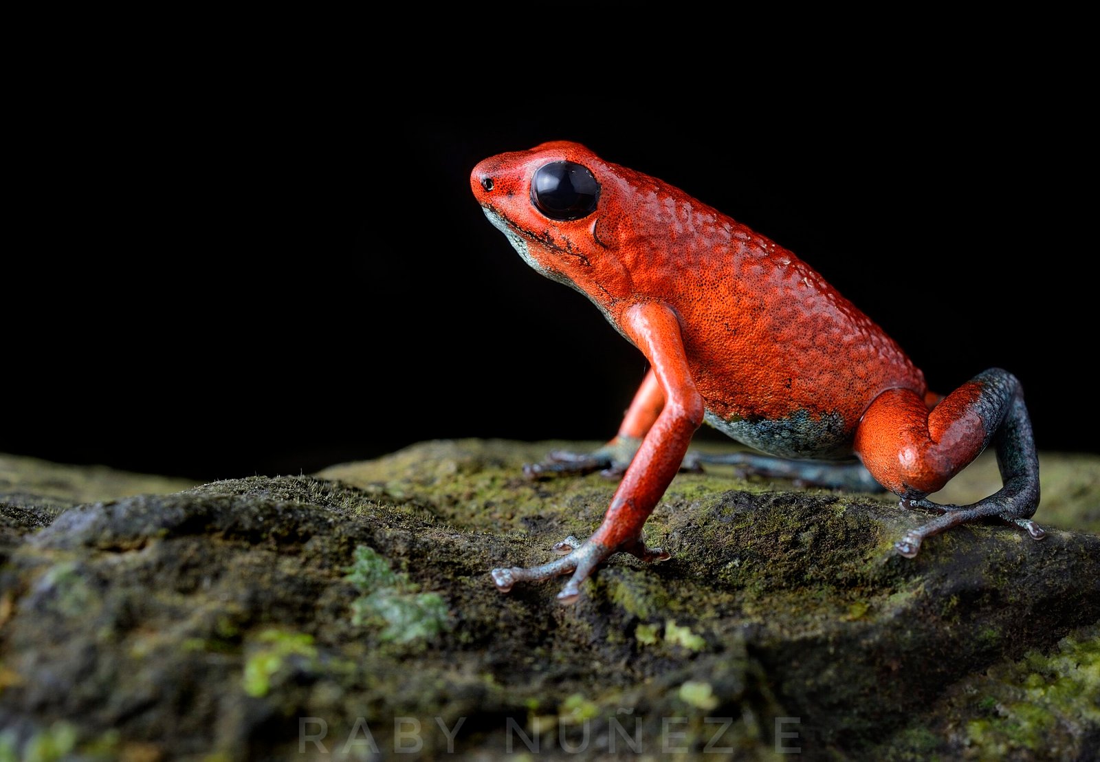 Rana